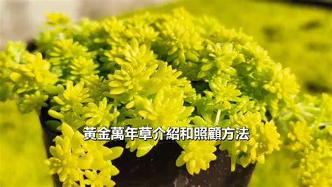 黃金萬年草花語|黃金萬年草枯萎怎麼辦？新手必看的黃金萬年草照顧繁。